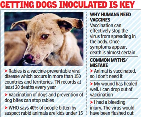 Rabies vaccine is given to persons who have been exposed (eg .